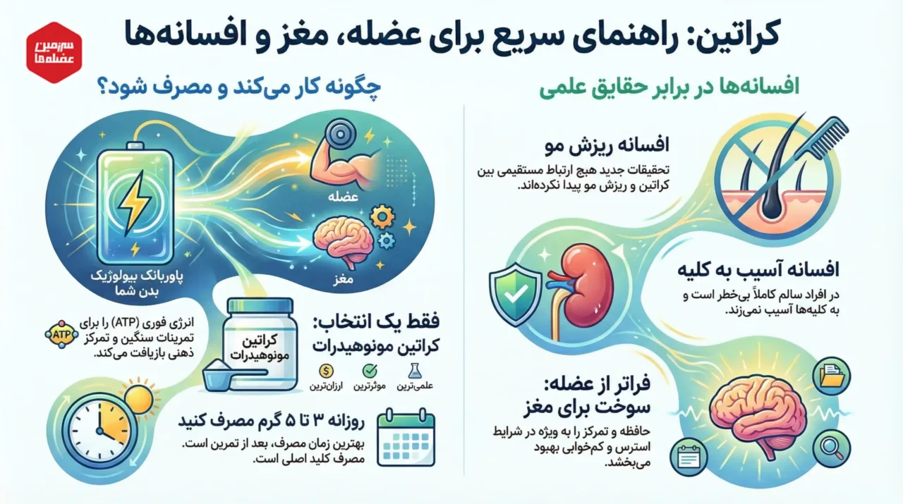  **"اینفوگرافیک جامع راهنمای کراتین: بررسی مکانیسم اثر بر عضله و مغز، دستور مصرف روزانه ۳ تا ۵ گرم و رد علمی افسانه‌های ریزش مو و آسیب کلیوی.